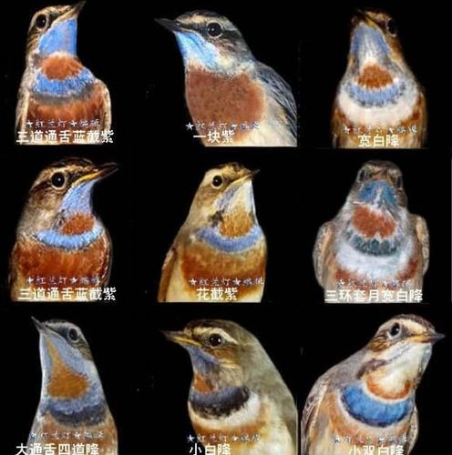 【浅谈l蓝靛颏鸟的饲养习性及图谱】| 靛颏协会