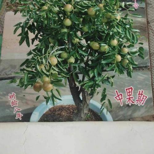 果树盆景 矮化苹果盆景盆栽地栽树苗