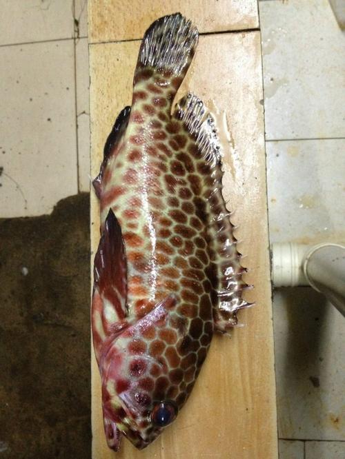 厦门海鲜#虎斑鱼豆豉红焖#滑嫩鲜美最营养