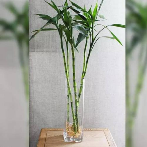 有,比如我们可以在家里东南方摆放4只水养的文昌竹,也就是我们说的