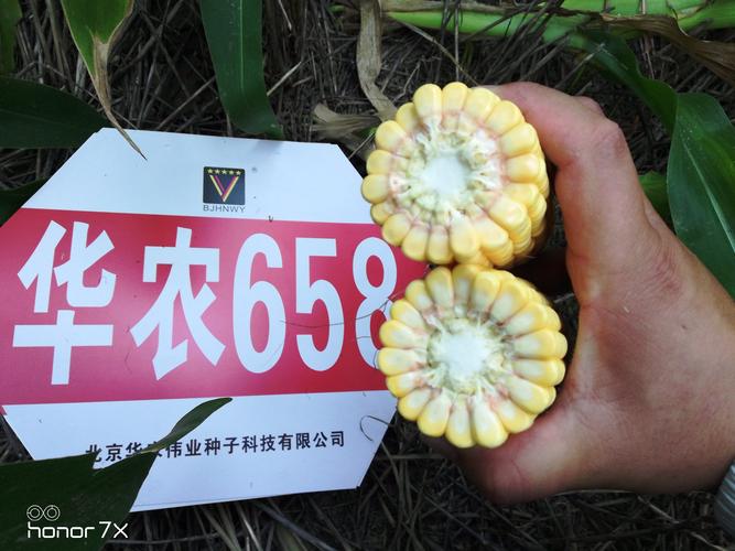 华农658,丰收就找它!