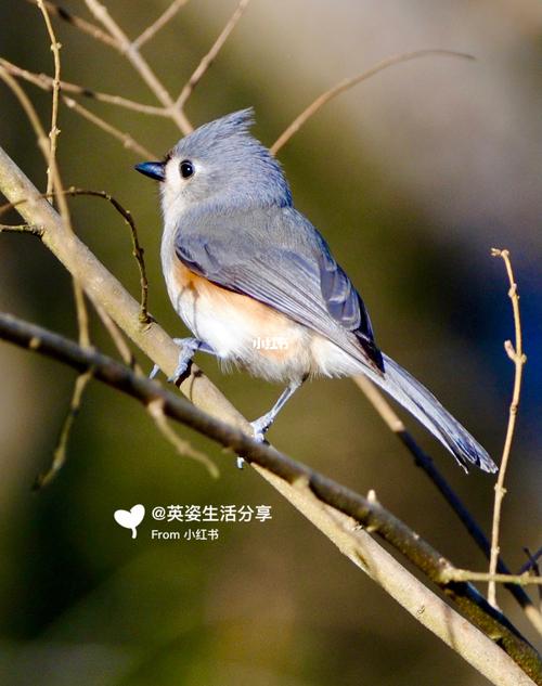 高萌高清的凤头雀总是那么惹人怜愛7815_鸟_宠物