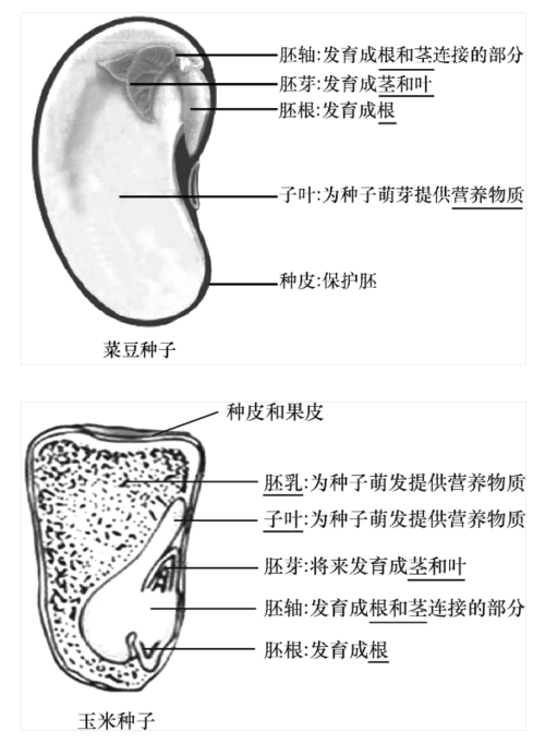 初中生物会考常考结构示意图菜豆和玉米种子