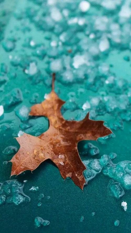 壁纸 枫叶意境 唯美森系 喜欢点赞顺便带走吧