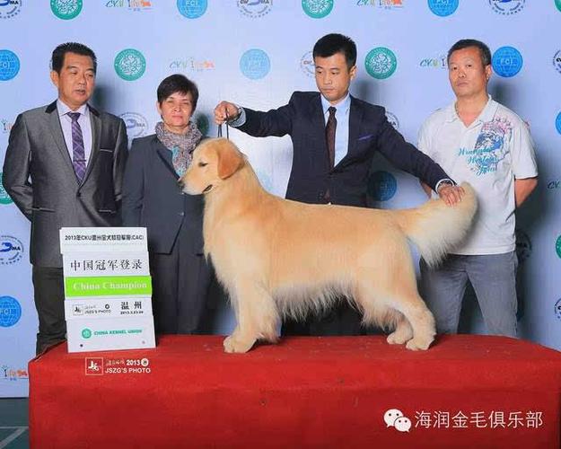 海润金毛十年里程碑!(修补)