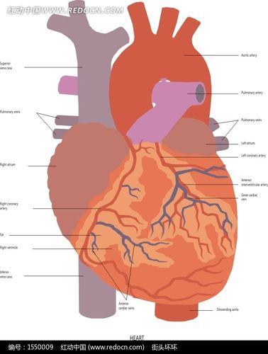 手绘人体心脏结构图