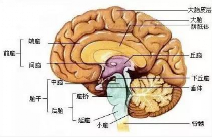 大脑结构示意图