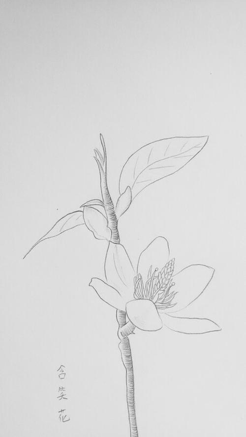 临摹花植含笑花