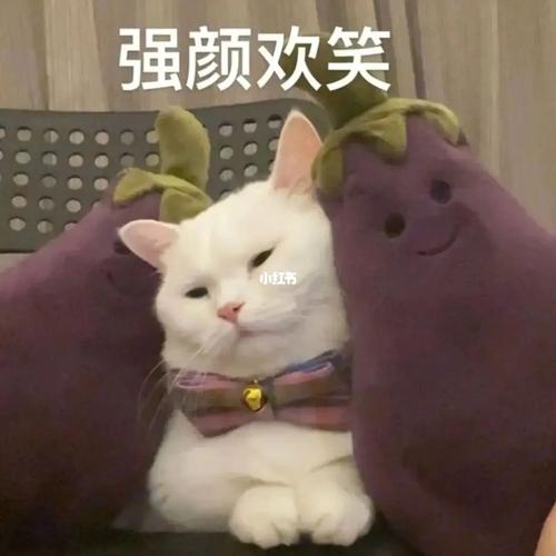 猫猫表情包_表情包_猫咪_猫猫表情包_素材_表情包