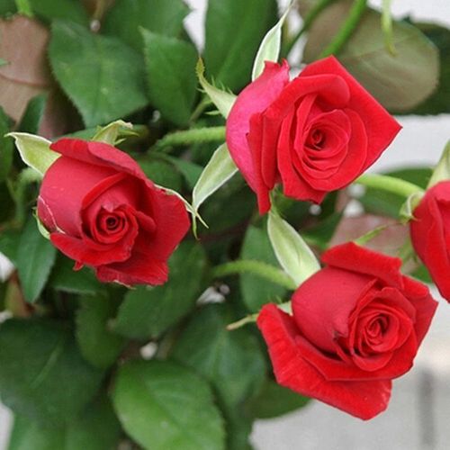 【我要花】鲜花批发 红玫瑰 卡罗拉红玫瑰 厦门鲜花直供鲜切花