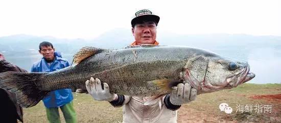 黄唇鱼,又称为白花鱼,黄鳌鱼,大澳鱼,金钱鳌,属硬骨鱼纲鲈形目石首鱼