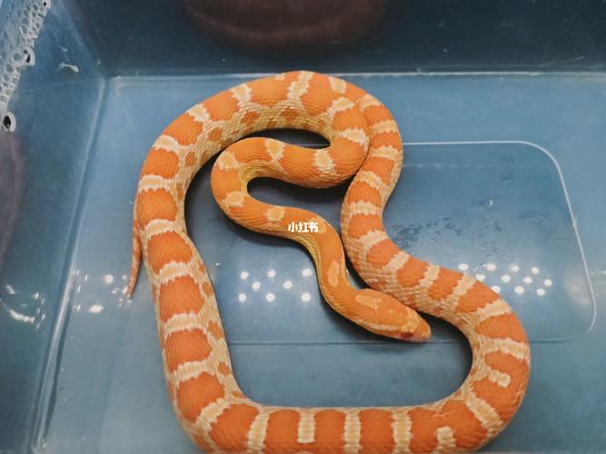 宠物蛇玉米蛇_宠物_玉米_奶昔_我的萌宠_宠物_宠物其他