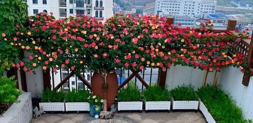 月季胃口大,土里埋点料,长成一面大花墙!