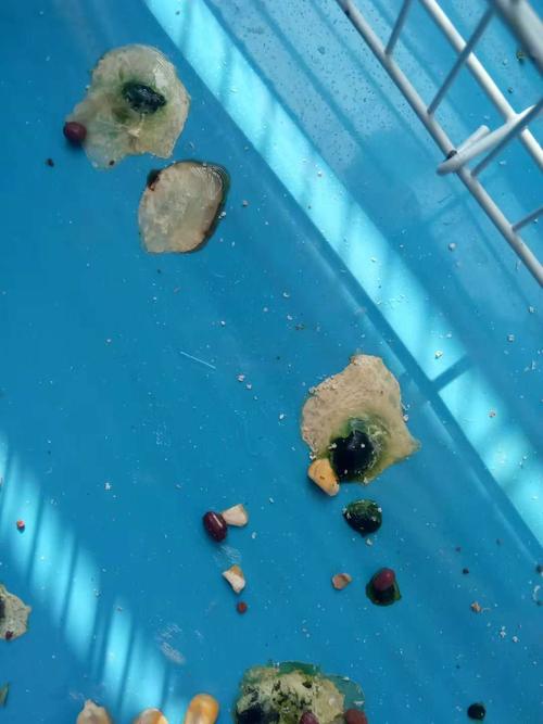 请鸽友们帮我看一下鸽子的粪便,该怎样治疗?