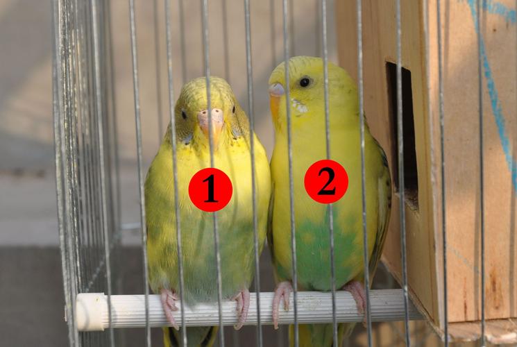 两只虎皮鹦鹉帮忙鉴定一下 公母