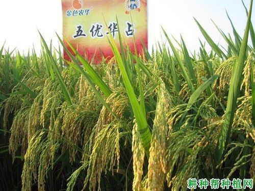 五优华占水稻品种好不好
