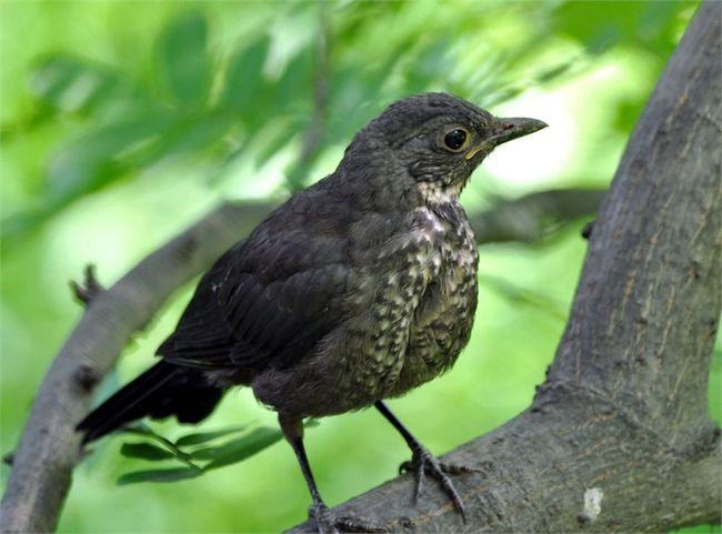 成年乌鸫吃什么饲料乌鸫换羽吗