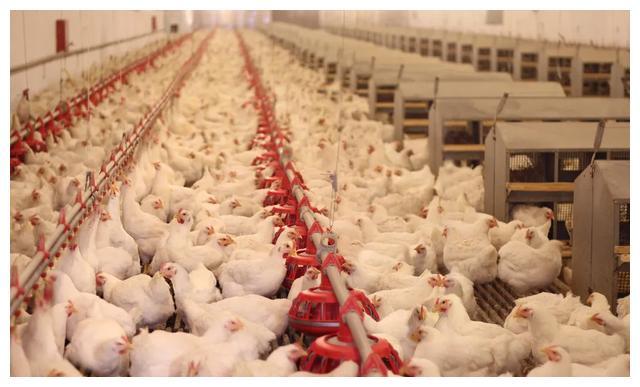 白羽肉鸡养殖前期做好这几项!收益翻倍