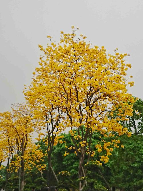 黄花风铃木