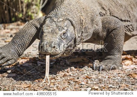 the komodo dragon