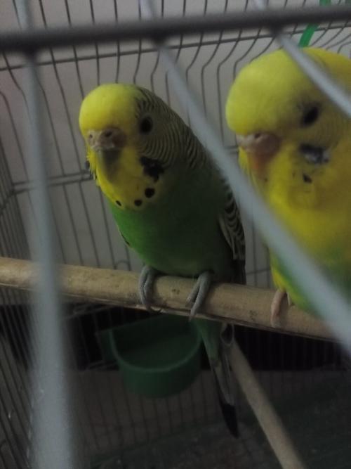 我家的公的虎皮鹦鹉鼻子怎么了?