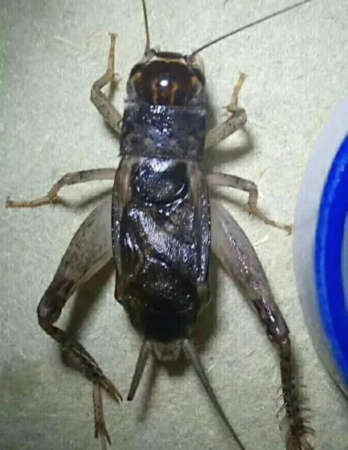蟋蟀鉴赏:拖关刀黄翅