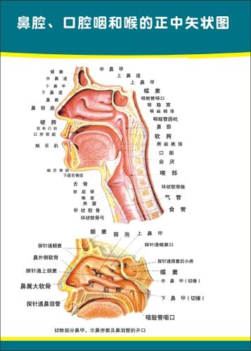 耳鼻喉挂图