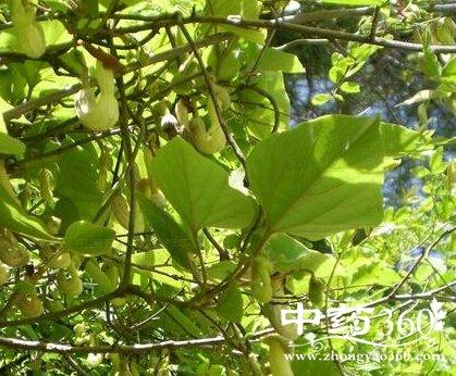 马兜铃的功效与作用 马兜铃的用法用量和使用禁忌