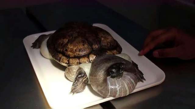 男子买乌龟炖汤不忍宰杀