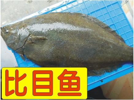 比目鱼的产量        比目鱼虽然分布广泛,但产量很有限,一条大船