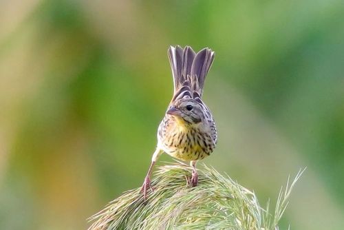 浙江省野生动植物保护宣传月,一起走进衢江鸟类世界