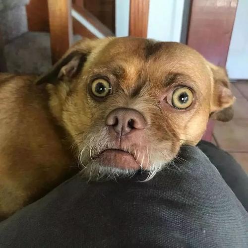 狗子长得丑不可怕,可怕的是丑得有特色一眼忘不掉的