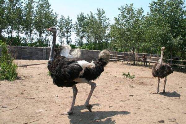 今日热点鸵鸟养殖可以运送吗肇庆