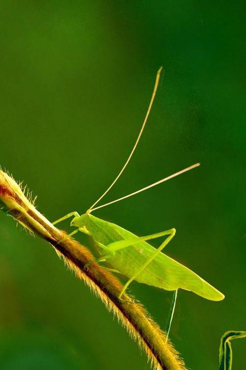 清心山绿色产业采集到昆虫