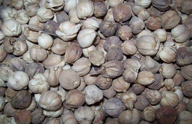 豆蔻的功效与作用