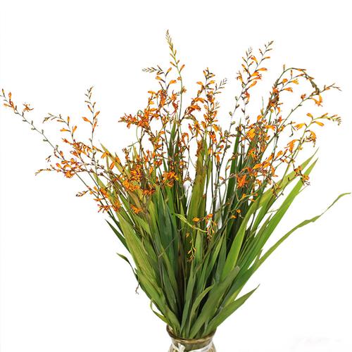 喷泉插花原生干花北欧干枝蒲棒花材