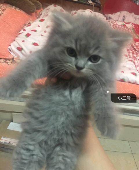 高地折耳蓝猫 3月11日出生,已做驱虫!