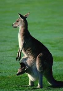 手绘插画跳着的褐色袋鼠