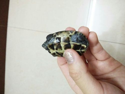 草龟龟壳下面屁股右边的肉肉为什么会肿的,草龟的地盘