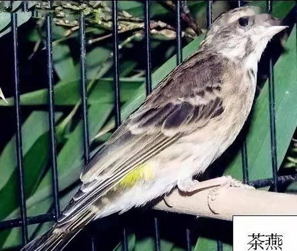 据其他鸟友说该鸟叫的不如金青. 白燕 属杂交种.有灰燕和金青