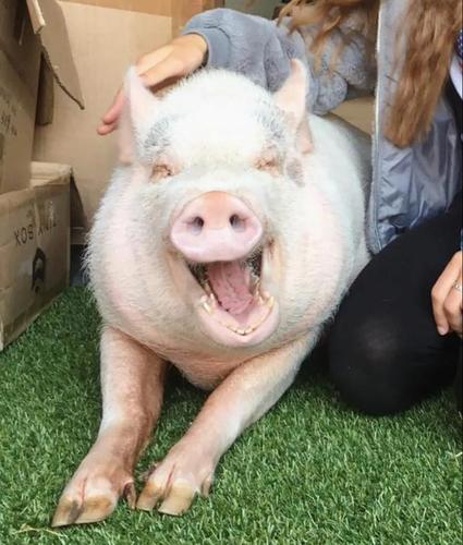 你看猪猪一脸幸福的样子,嘴都笑歪了