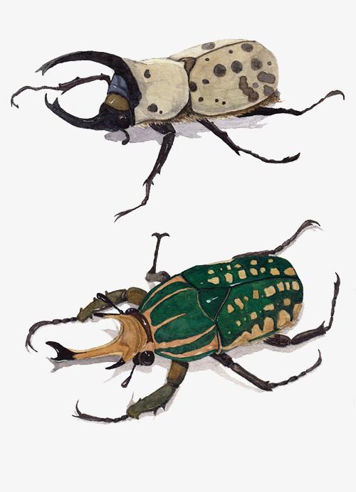 关键词 : 天牛,昆虫,手绘,斑点