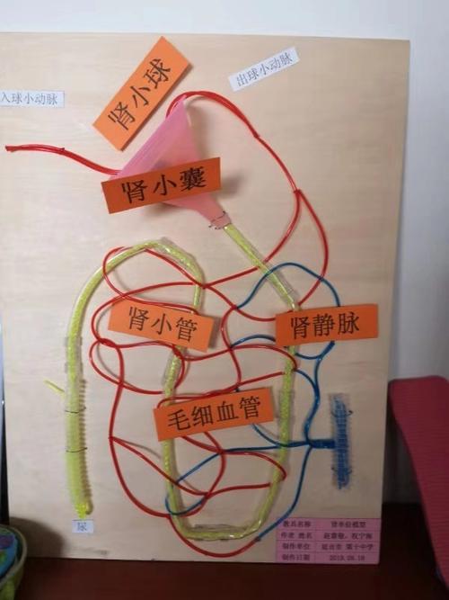 肾单位的结构模型—— 延吉市第十中学 赵慧敬