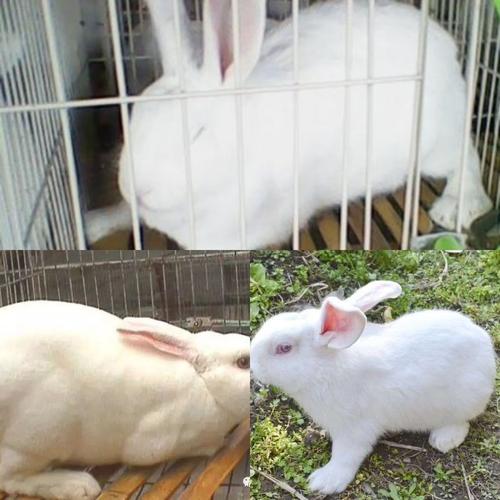 兔子流行性腹胀病的病因分析和对策