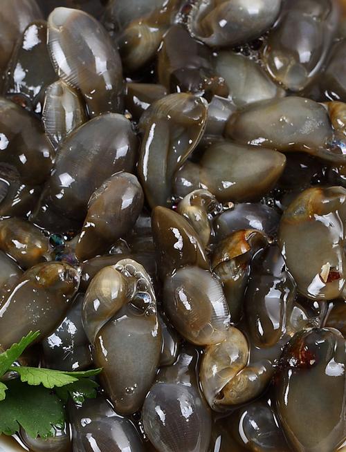 醉泥螺 灌装黄泥螺 无沙大泥螺开罐即食香辣新鲜宁波海鲜特产厂家