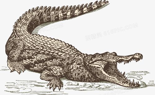 鳄鱼