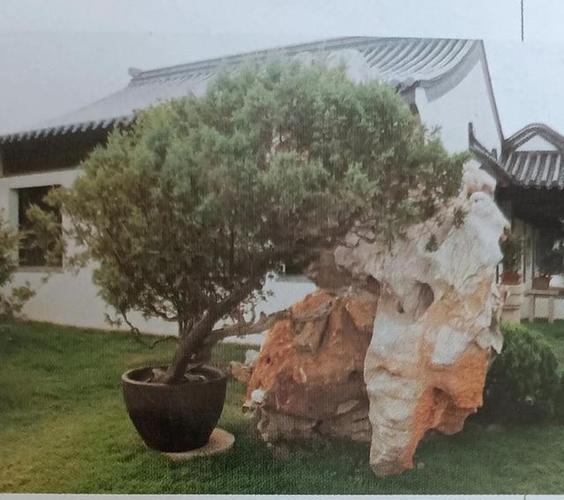 中国通派盆景介绍历史沿革一下
