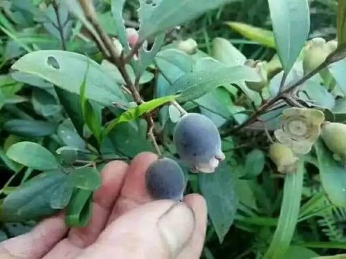 潮汕的"多尼"熟啦!还不来摘?隔着屏幕都流口水.