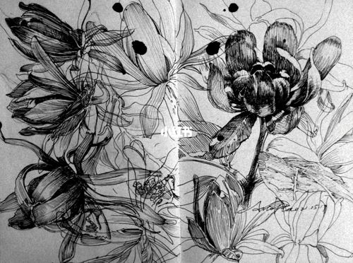 花卉素描_素描_花卉_文化_绘画