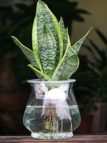 虎皮兰怎么水培